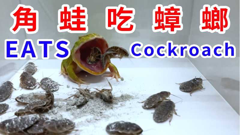 Pacman frog V.S. 20 cockroaches 角蛙大戰20隻蟑螂